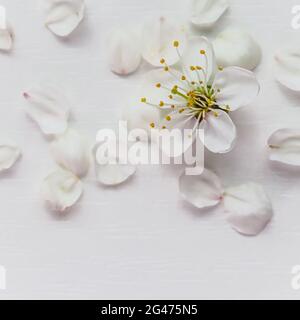 Fiore di ciliegia o prugna con petali su sfondo bianco Foto Stock