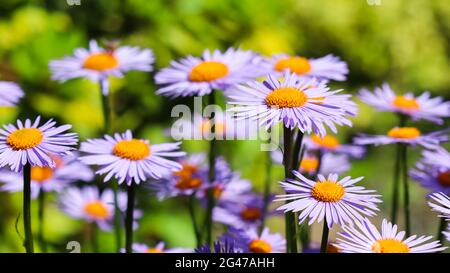 Alpina (Aster alpinus). Bellissimi fiori viola con un centro arancione nel giardino Foto Stock