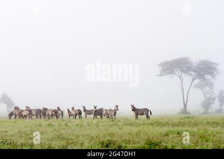 Scatto panoramico di tre zebre nella Riserva di Grumeti a Serengeti, Tanzania Foto Stock