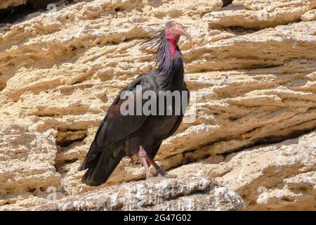 Northern Bald ibis, Hermit ibis o Waldrapp - Geronticus eremita - arroccato su una scogliera Foto Stock