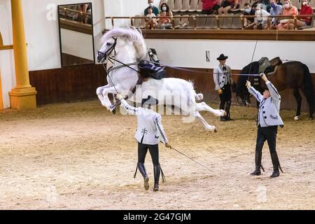 Jerez de la Frontera, Cadice, Spagna - 17 giugno 2021: I piloti vestiti con abiti tradizionali mostrano un cavallo bianco di purebred che esegue un salto come uno spettacolo Foto Stock