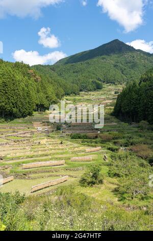 Paesaggio di Yotsuya Rice Terrace alla stagione di raccolta di Shinshiro ad Aichi, Giappone. Foto Stock