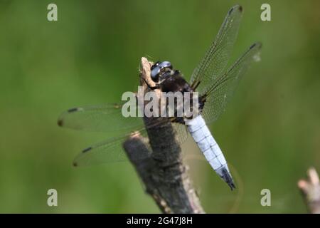 Natural World - A Male Scarce Chaser Dragonfly / Libellula fulva si ferma su un fusto di canna nel selvaggio prato orchidea a RSPB Strumpshaw Fen, Norfolk, UK Foto Stock