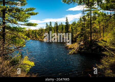 Il lago Charlies nella natura selvaggia è di laghi di calette di betulla montone blu Foto Stock