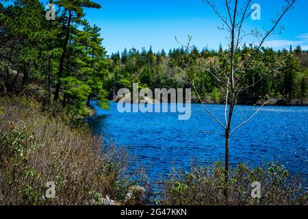 Il lago Charlies nella natura selvaggia è di laghi di calette di betulla montone blu Foto Stock