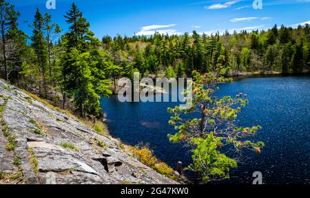 Il lago Charlies nella natura selvaggia è di laghi di calette di betulla montone blu Foto Stock