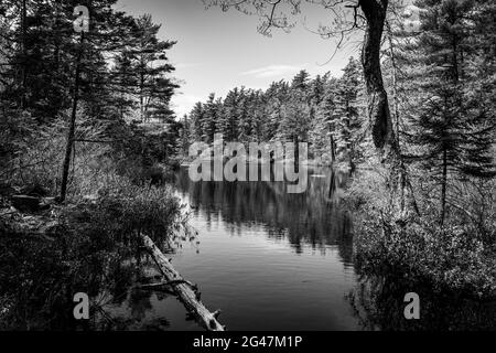 Il lago Charlies nella natura selvaggia è di laghi di calette di betulla montone blu Foto Stock