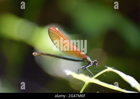 piccolo drago volare Foto Stock