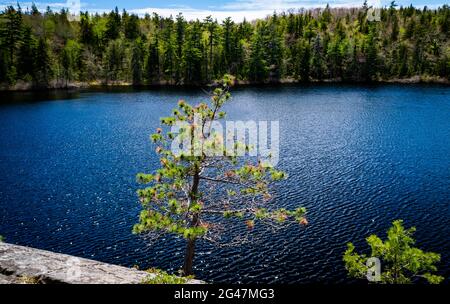 Il lago Charlies nella natura selvaggia è di laghi di calette di betulla montone blu Foto Stock