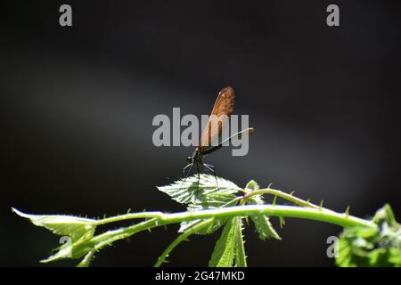 piccolo drago volare Foto Stock