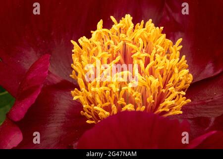 Peony Arrow Maker fiore Paeonia lactiflora rosso centro giallo Foto Stock