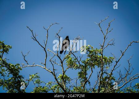 Un corvo siede sul ramo superiore come re delle cime dell'albero Foto Stock