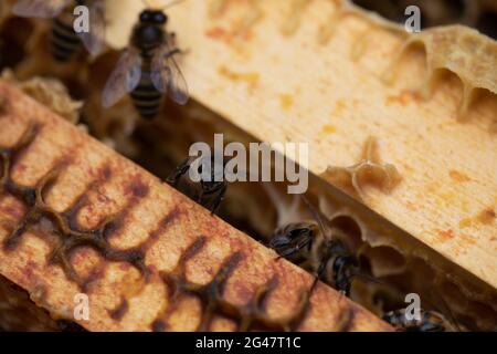 Api da miele (API mellifera) che emergono da cornici in un alveare Foto Stock