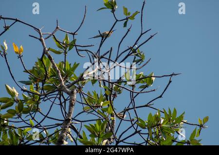 Bellissimo uccello colorato chiamato Blue-coda ape mangiatore arroccato sul ramo albero con sfondo cielo blu Foto Stock