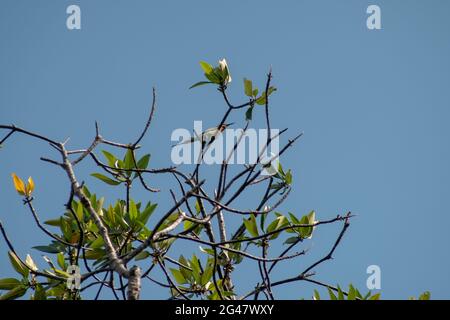 Bellissimo uccello colorato chiamato Blue-coda ape mangiato appollaiato e insetto mangiare sul ramo albero con sfondo blu cielo Foto Stock
