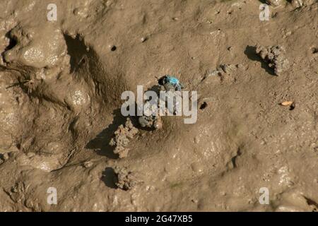 Granchio blu fiodle che fa palle di sabbia su mudflats nella foresta di mangrovie durante la bassa marea. Piccolo foro di scavo granchio. Tanjung Piai National Park, Malesia. Foto Stock