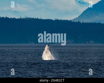 Una balena Humpback, Megaptera novaeangliae, che braca nello stretto di Chatham nel sud-est dell'Alaska, Stati Uniti Foto Stock