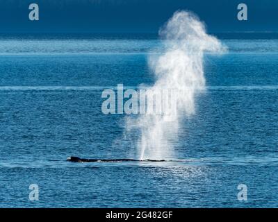 Una balena Humpback, Megaptera novaeangliae, con un colpo retroilluminato nel sud-est dell'Alaska, Stati Uniti Foto Stock