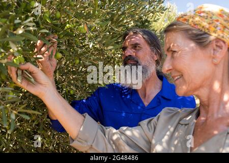 Coppia che esamina le olive sulla pianta Foto Stock