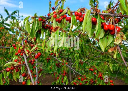 Rami pieni di ciliegio . Cherry Season in Full Swing , gustosa frutta sull'albero Foto Stock