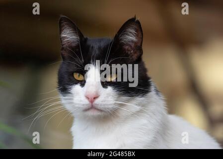 Primo piano un gatto bianco e nero, un tuxedo. Foto Stock