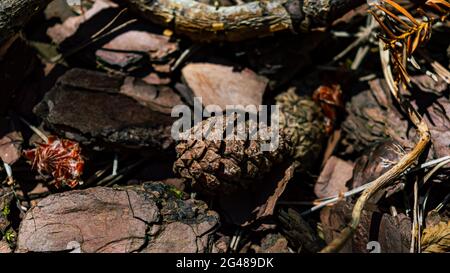 Immagine ravvicinata di un cono di pino sul terreno coperto da pezzi di corteccia di alberi Foto Stock