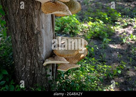 Cerioporus squamosus cresce su un albero. I funghi sono parassiti su un tronco d'albero in estate. Fungo di Tinder appartenente alla famiglia Polyporaceae Foto Stock