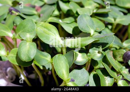 Giovani germogli di girasole da vicino. Micrograni di girasole che crescono in contenitori. Foto Stock
