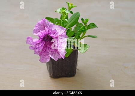Un piccolo cespuglio di petunia rosa in fiore in una pentola. Petunias crescenti in una serra. Piantine di petunia in un contenitore di plastica. Foto Stock