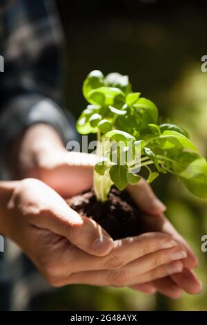 Immagine ritagliata della donna che tiene il seedling Foto Stock