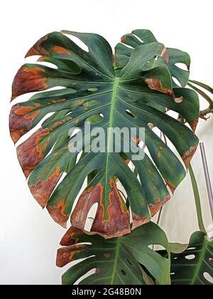 Le foglie di Monstera diventano gialle e asciugano. Foglia di monstera verde con ruggine sulle punte. Malattie di piante indoor. Primo piano di una grande foglia di monstera a secco Foto Stock