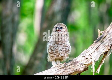 Recentemente il bambino ha bloccato owlet in piedi su un albero caduto in Canada. Sfondo verde sfocato. Foto Stock