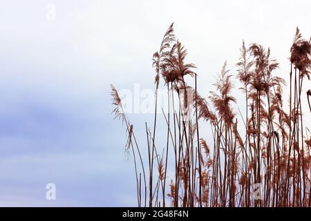 Essiccare le piante di canna contro il cielo grigio-blu e il fiume. Erba gialla in autunno. Linea beige in campagna con arbusti vicino al lago su una zona paludosa Foto Stock