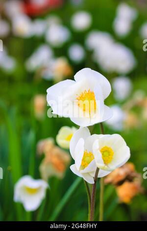 Anemoni bianchi in fiore o Anemone pulsatilla in giardino in primavera, stagione estiva. Fiori delicati e affascinanti su sfondo verde. Glade in una prua Foto Stock