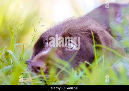 Un bellissimo cucciolo marrone deutsch drahthaar con occhi verdi molto tristi. Un ritratto di un cane in purea sdraiato in erba verde alta in un prato in estate soleggiato Foto Stock