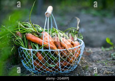 Cestino con carote biologiche fresche raccolte dal giardino Foto Stock