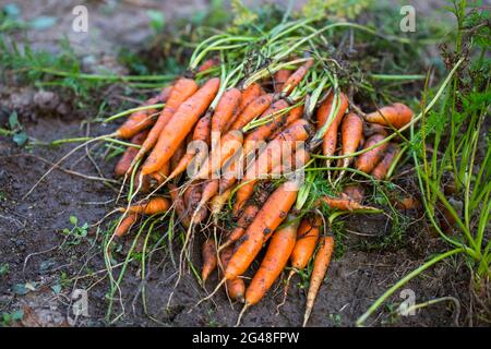 Un mazzo di carote biologiche raccolte di recente in giardino, agricoltura vegetale biologica bio Foto Stock