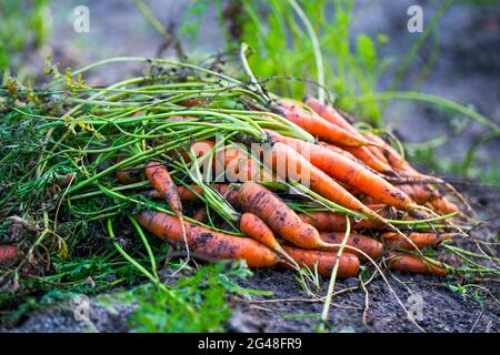 Un mazzo di carote biologiche raccolte di recente in giardino, agricoltura vegetale biologica bio Foto Stock