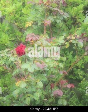 Un morbido ritratto nebby di una singola rosa rossa che cresce tra il fogliame rosso e verde Foto Stock