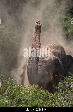 Elefante che soffia polvere nell'aria; elefante che solleva il suo tronco; orecchie di elefante; elefante che schiantano le sue orecchie; elefante dallo Sri Lanka Foto Stock