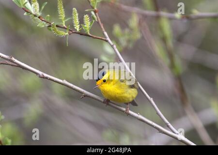 Un piccolo, giallo brillante Warbler di Wilson con una corona nera ferma il suo volo rapido e frenetico per fare un breve riposo su un ramo frondoso Foto Stock