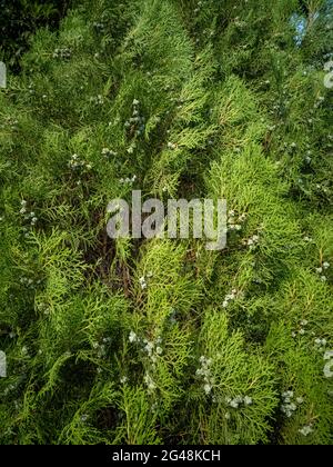 Scatto verticale di cedro rosso orientale in una giornata di sole Foto Stock