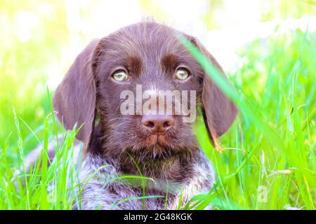 Un bellissimo cucciolo marrone deutsch drahthaar con occhi verdi distesi in erba verde alta in un prato in estate soleggiato giorno e guardando in una macchina fotografica. Chiudi-u Foto Stock
