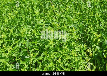 Mennha longifolia- cavaliere Foto Stock