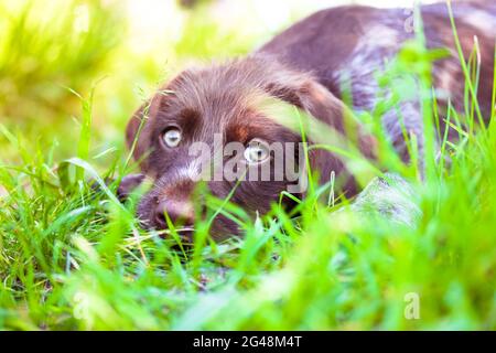 Un bellissimo cucciolo marrone deutsch drahthaar con occhi verdi tristi. Un ritratto di un cane purebred sdraiato in erba alta in un prato in estate soleggiato giorno, looki Foto Stock