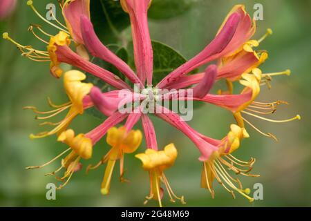 Fiore giallo rosso Honeysuckle Lonicera × heckrottii fiamma oro Foto Stock