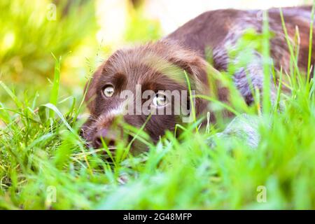 Un bellissimo cucciolo marrone deutsch drahthaar con occhi verdi tristi. Un ritratto di un cane purebred sdraiato in erba alta in un prato in estate soleggiato giorno, looki Foto Stock