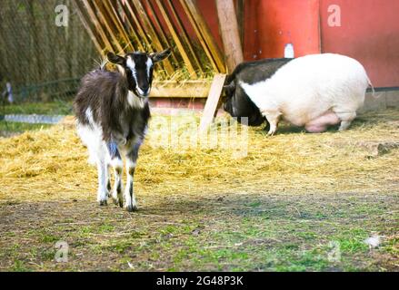 Carino giovane capra domestica nera e bianca e pascoli nel pascolo a giorno di sole. Animali in una fattoria privata. Animali del villaggio. Pascolo libero. Livest Foto Stock