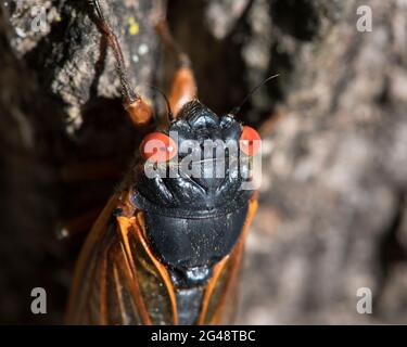 Foto macro molto dettagliata di una cicada periodica di 17 anni testa e viso. Foto Stock