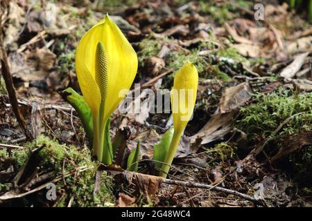 I vivaci fiori gialli e la forma inusuale delle piante di cavolo Skunk mature in piena fioritura creano un luogo luminoso nei boschi sogosi Foto Stock